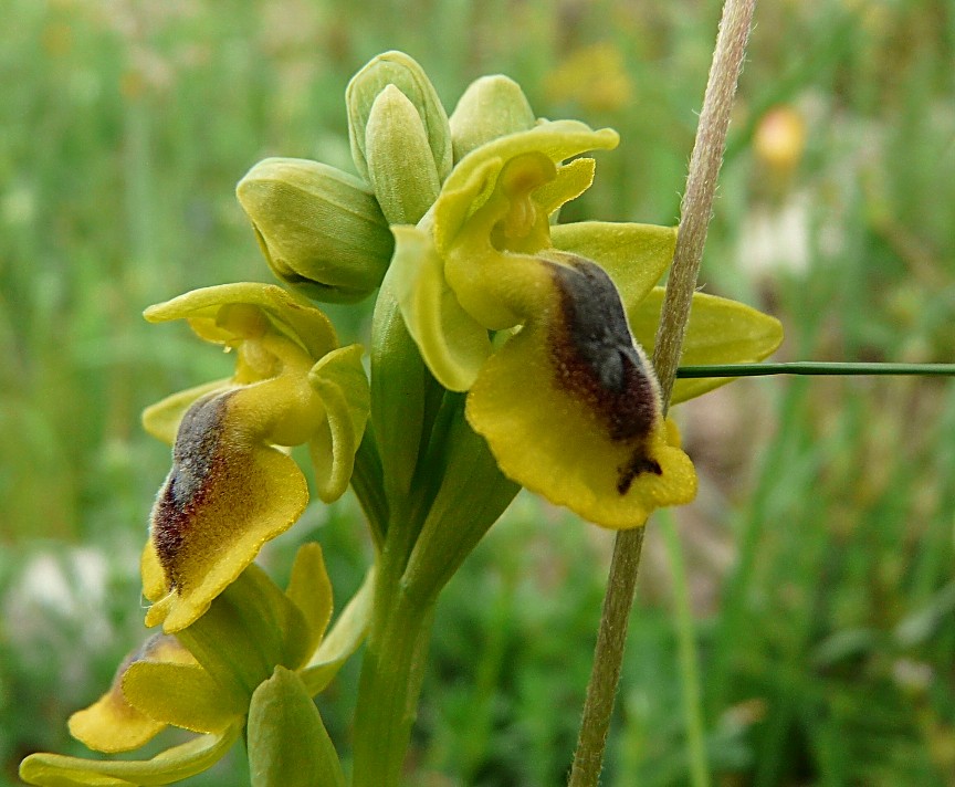 Ophrys phryganae